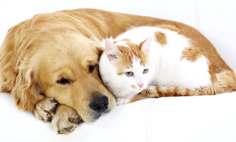 ゾニサミド 犬と猫へも効果